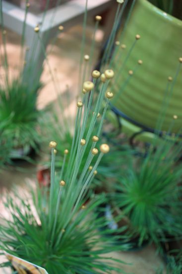 緑の中に隠れる仏様～香港植物いろいろ_a0132659_21525372.jpg