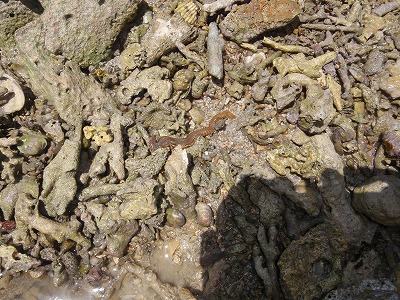 c0180460_13441353.jpg
