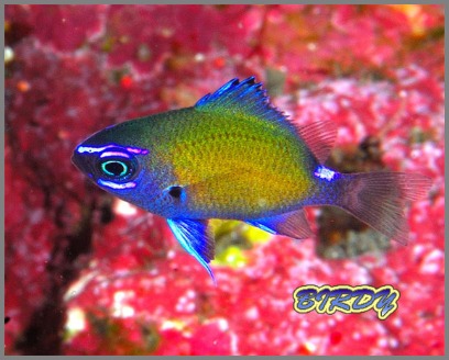 ニシキカンザシヤドカリ_e0273365_1754040.jpg