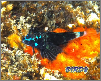 ニシキカンザシヤドカリ_e0273365_17543190.jpg