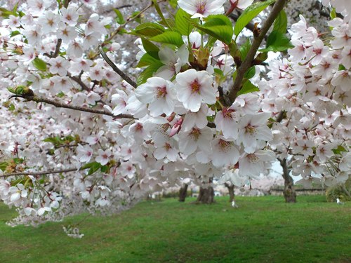 五稜郭公園の桜_b0106766_20335532.jpg