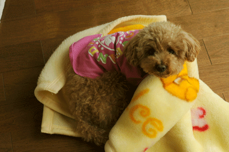 c0196673_1730057.gif