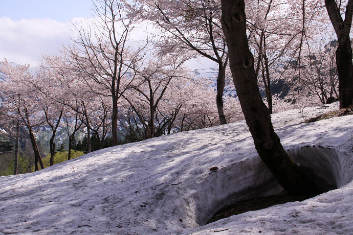 雪の上に咲く桜_e0088874_23454169.jpg