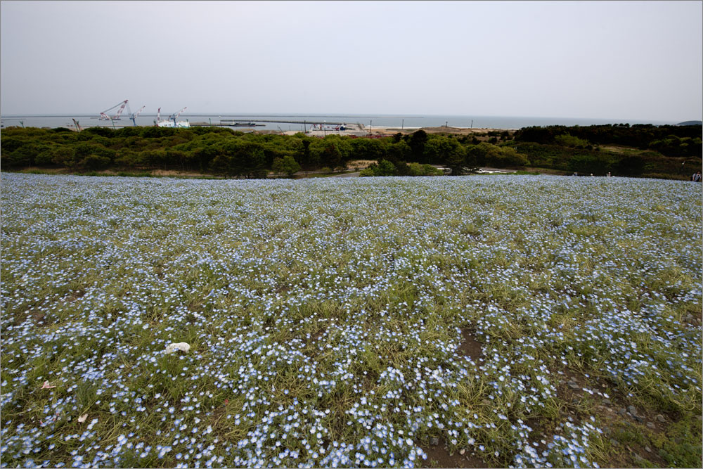 国営ひたち海浜公園_b0185475_9572287.jpg