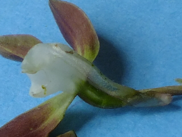 e0145782_17261570.jpg