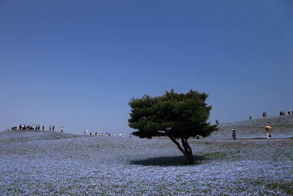 5月の風を感じて　＜２＞　ひたち海浜公園　２０１２・０５・０６_e0143883_20443360.jpg