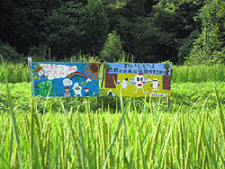 8月10日の田んぼ(月光原小・西根小)_d0247484_2059334.jpg