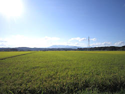 9月7日の田んぼ(緑が丘小・北郷小)_d0247484_2216184.jpg