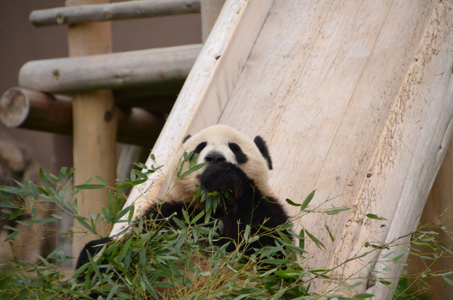 ２０１２年４月白浜パンダ見隊その６_a0052986_2346393.jpg