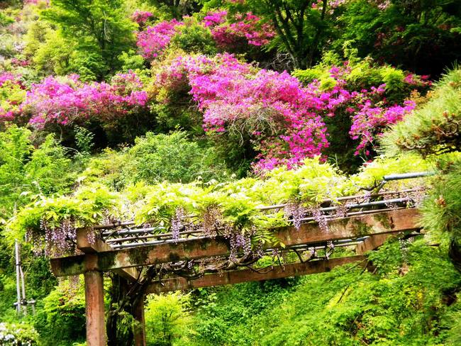 岩国錦帯橋花便り～日本庭園の藤棚_c0193187_20584021.jpg