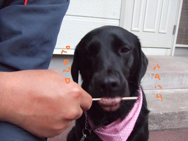 e0160787_13214098.jpg