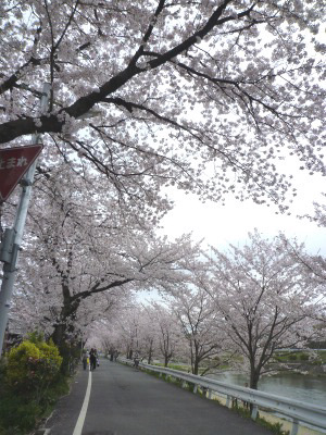 春の京都№2　賀茂川でまったり桜鑑賞♪_e0194987_20481121.jpg