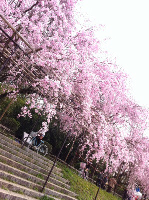 春の京都№2　賀茂川でまったり桜鑑賞♪_e0194987_2055342.jpg