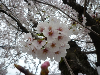 春の京都№2　賀茂川でまったり桜鑑賞♪_e0194987_2191312.jpg