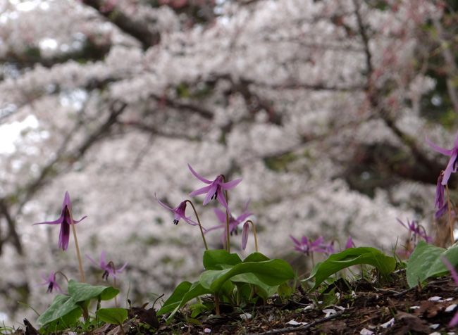 岩木山・桜林公園。桜の香りやカタクリなど_a0136293_16123926.jpg