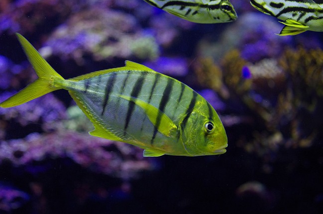 のらり江ノ島水族館へ_b0211695_21525069.jpg