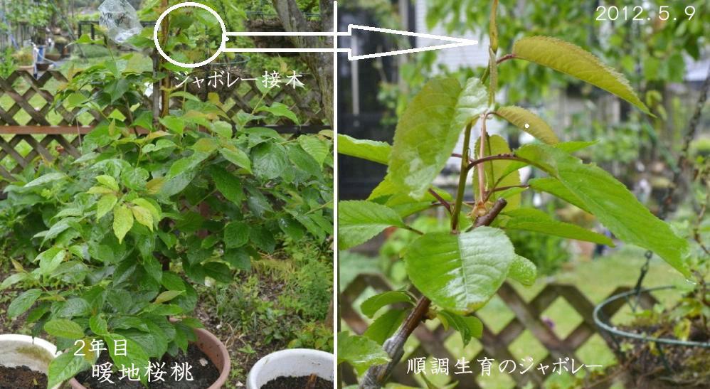 鉢植え桜桃、接木失敗で、また苗木を買ったと云うお粗末な話_d0122497_20121432.jpg