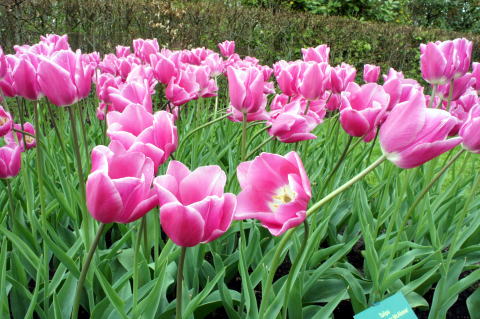 c0090198_4235422.jpg