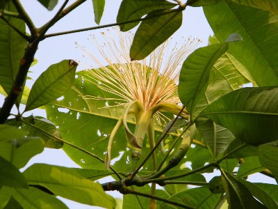 サンゴの産卵とパキラの花_c0162098_1611366.jpg