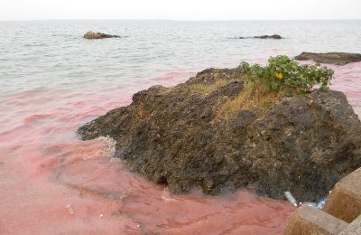 サンゴの産卵とパキラの花_c0162098_1691341.jpg