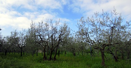 il canto del maggio vol.2 ＠Okmの食卓_b0118001_18492261.jpg