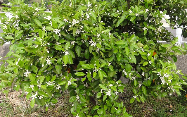 c0125501_6382261.jpg