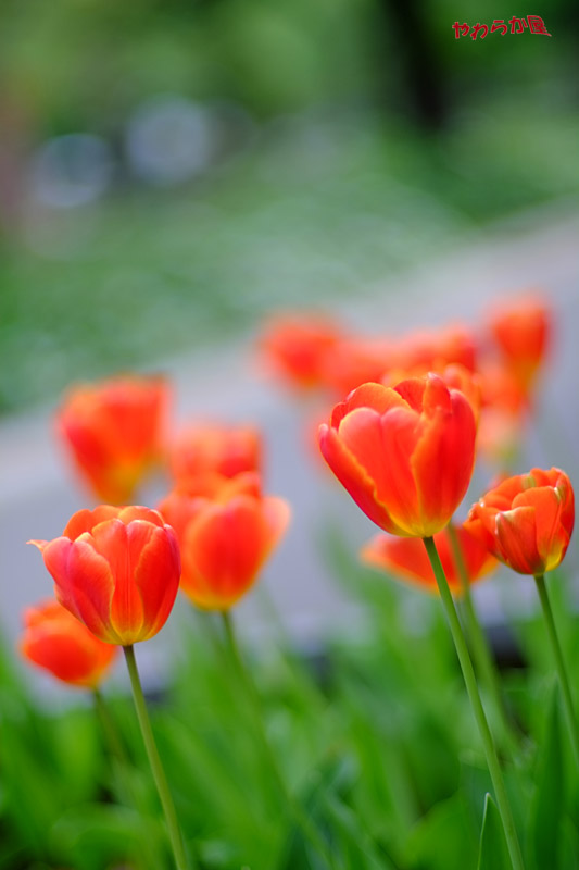 ＴＵＬＩＰ_b0134907_943558.jpg