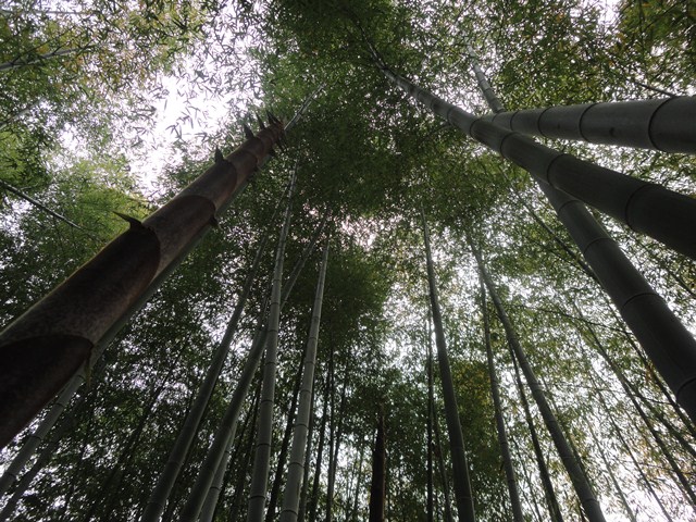破竹 淡竹 は孟宗竹との違い 徳ちゃん便り 破竹 淡竹 は孟宗竹との違い 徳ちゃん便り