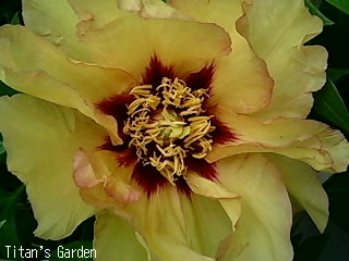 Paeonia × \'Narcissus\'_b0099813_110474.jpg