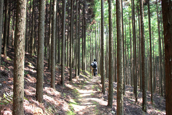 氷室の里（2）北山杉_e0048413_2047556.jpg