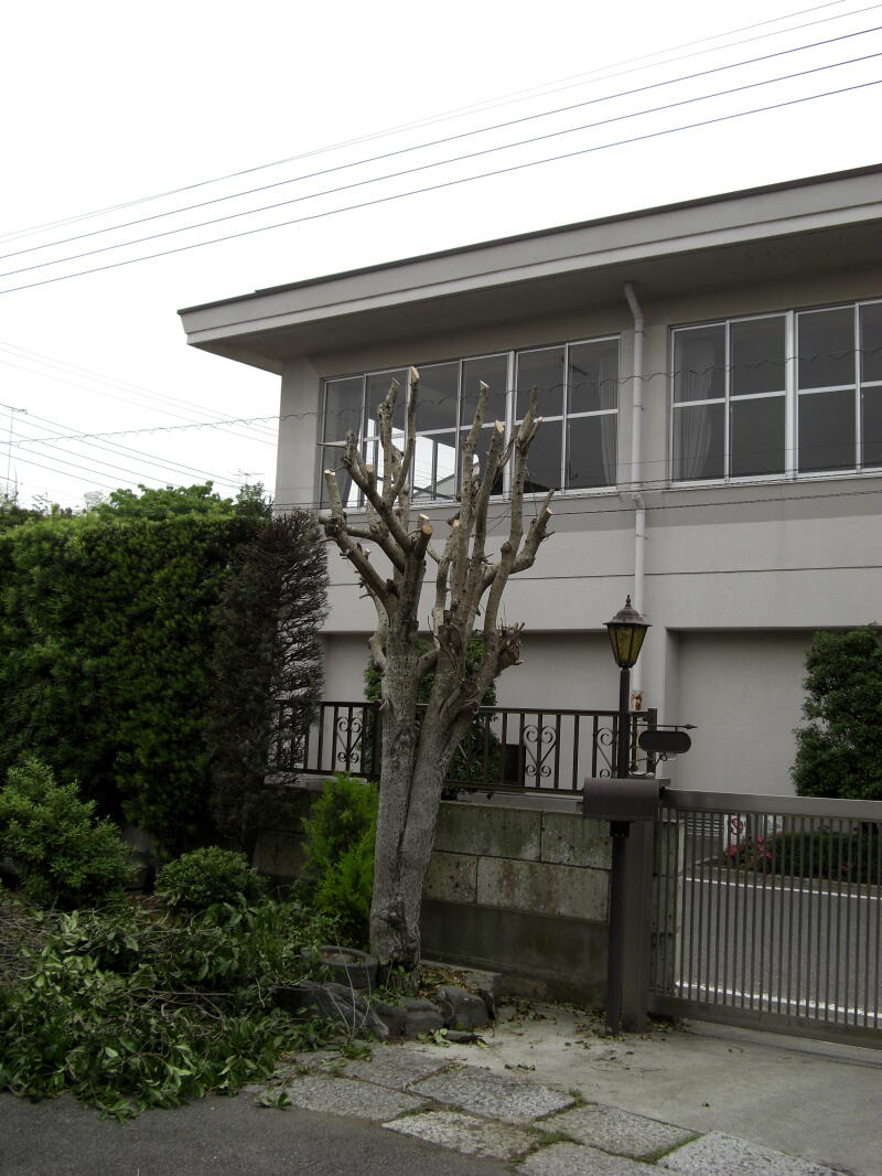 きんもくせいの１年後 塾長通信