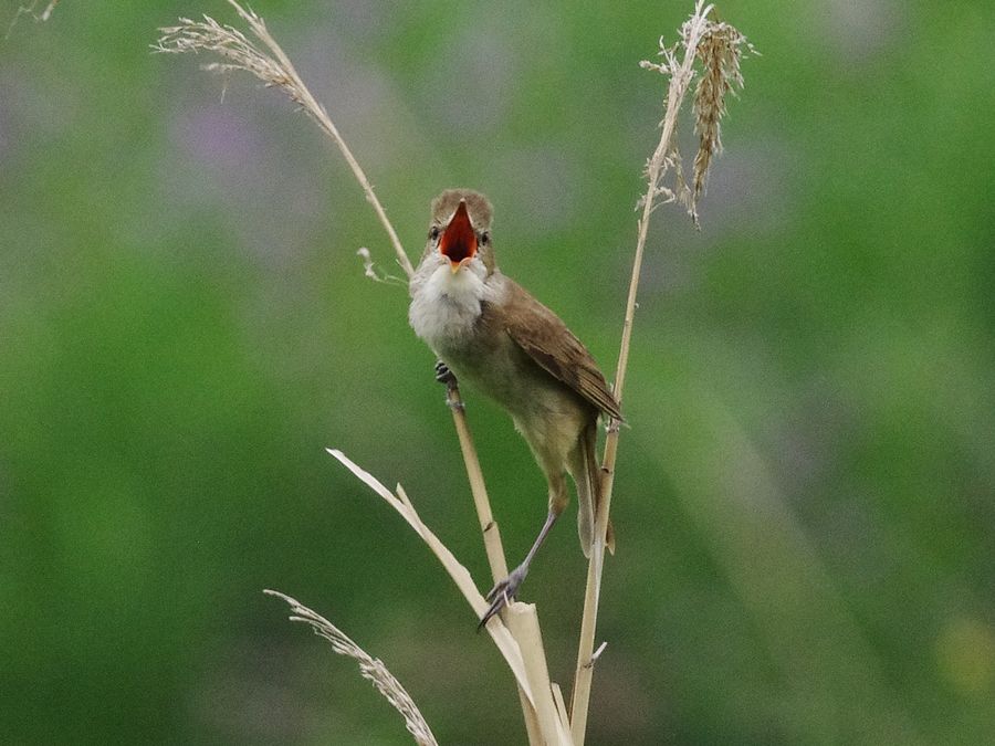 オオヨシキリ（大葦切）（行行子）（Great Reed Warbler）のカラオケ大会♪_a0031821_15454045.jpg