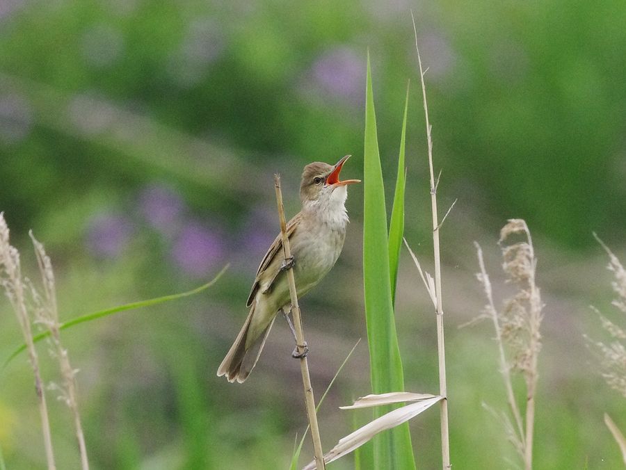オオヨシキリ(大葦切)(行行子)(Great Reed Warbler)のカラオケ大会♪_a0031821_15461539.jpg