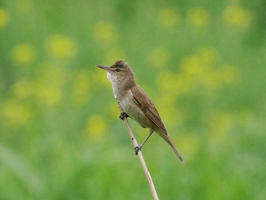 オオヨシキリ(大葦切)(行行子)(Great Reed Warbler)のカラオケ大会♪_a0031821_15473692.jpg