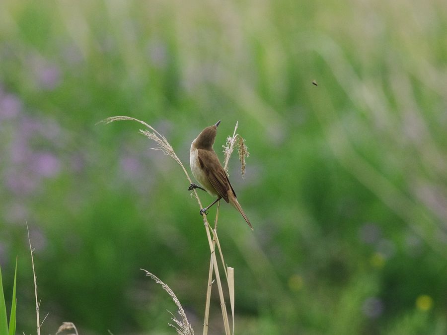 オオヨシキリ（大葦切）（行行子）（Great Reed Warbler）のカラオケ大会♪_a0031821_15504650.jpg