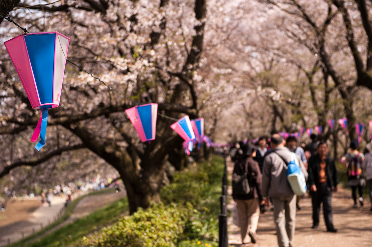 2012 桜行脚 最終章 3_a0232322_7284089.jpg