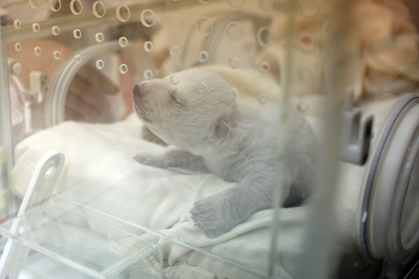 ホッキョクグマの赤ちゃんがまるで動くぬいぐるみ！ ドイツ動物園が出産から成長までの様子を公開中だよ | Pouch［ポーチ］ ホッキョクグマの赤ちゃん 抱っこぬいぐるみ しろくま ホッキョクグマ 動物園