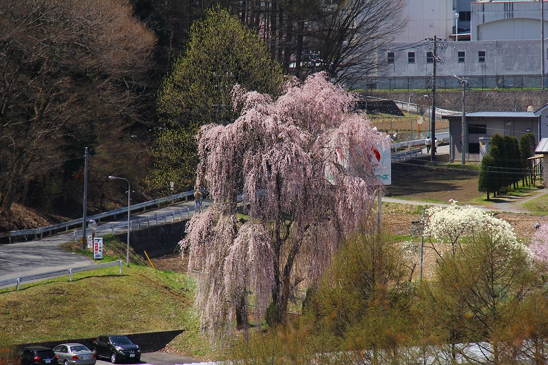 高遠城址公園　その２_f0229832_9272746.jpg