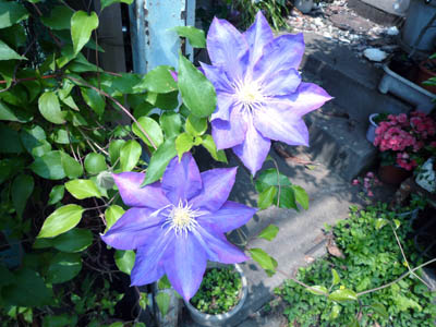 b0019140_15235848.jpg