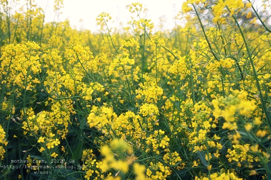 マザー牧場　:: 菜の花 ::_b0214740_23564832.jpg