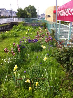 満開、カキツバタ(^-^)_f0141246_8115249.jpg