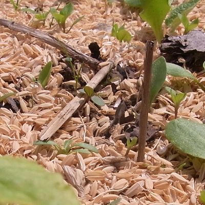 毎年同じの カテサイ(家庭菜園)の記録_c0063348_6114745.jpg