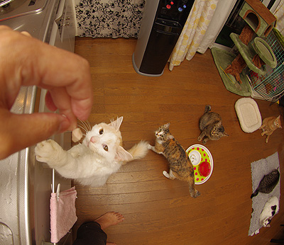 世代交代・・・。_a0028451_1914068.jpg