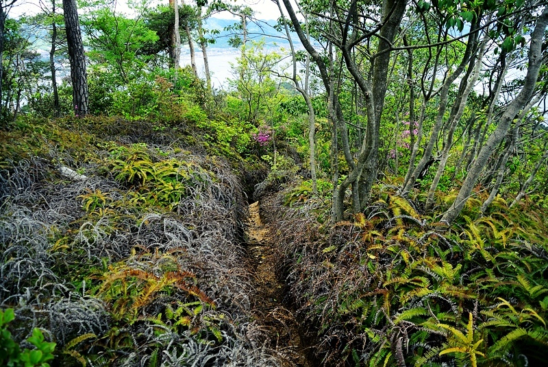 母のお気に入りのコースで宮島弥山_e0259251_21561415.jpg