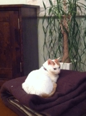 ネコちゃんズ_a0119753_22564987.gif