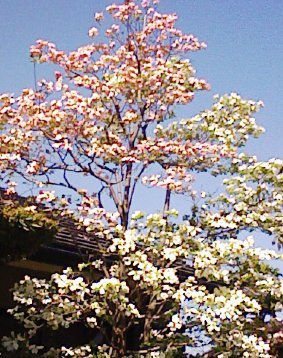 脱原発は岐阜県から?? 岐阜県議会意見書_f0197754_2311633.jpg