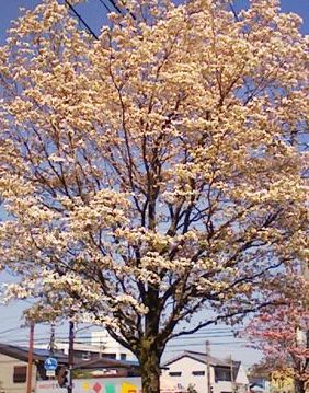 脱原発は岐阜県から?? 岐阜県議会意見書_f0197754_2361576.jpg