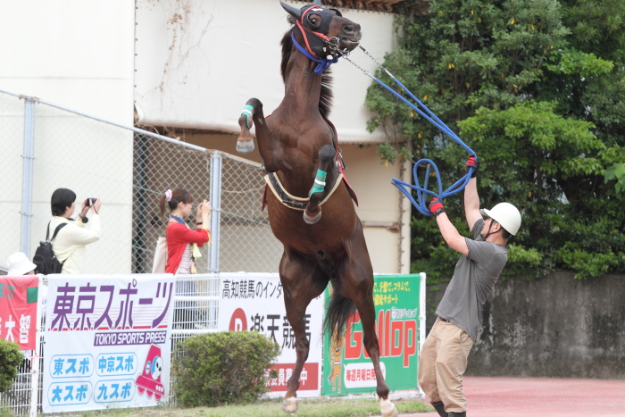 Jra交流競走 桂浜盃 その1 にゃお吉の高知競馬 応援写真日記 A 高知の美味しいお店 Jra交流競走 桂浜盃 その1 にゃお吉の高知競馬 応援写真日記 A 高知の美味しいお店
