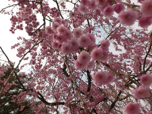 珍しい桜の写真_b0106766_22531679.jpg