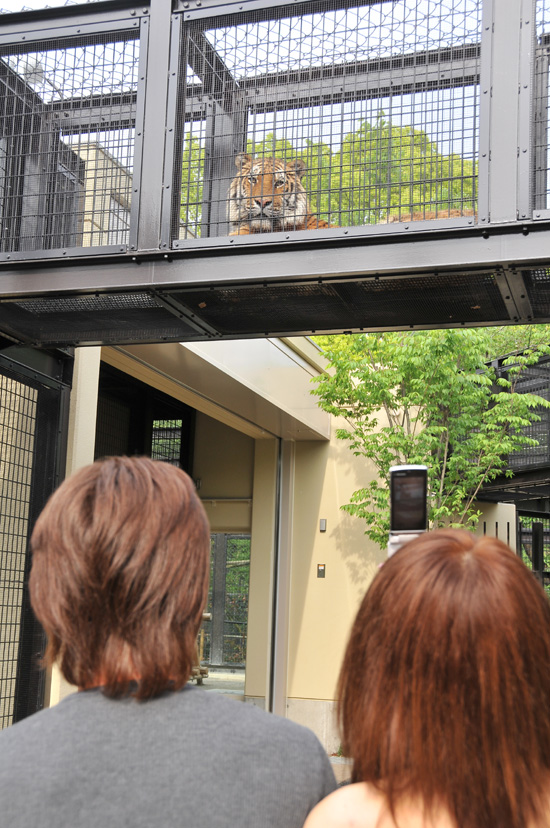 京都市動物園☆猛獣ワールドオープン！！_e0139066_1719975.jpg